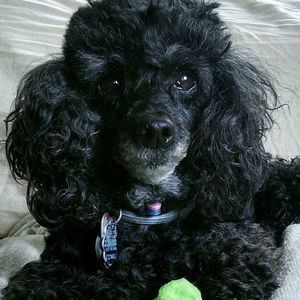 Meet your Posher, Colleene